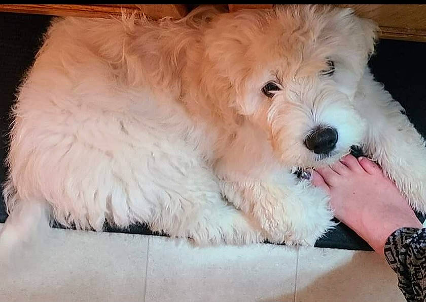 Blizzard is registered to the contest to win money with this photo: canidae, carnivore, comfort, companion_dog, dog, dog_breed, dog_supply, fur, labradoodle, maltepoo, non_sporting_group, puppy, small_terrier, snout, sporting_group, terrier, toy_dog, water_dog, working_animal, yorkipoo