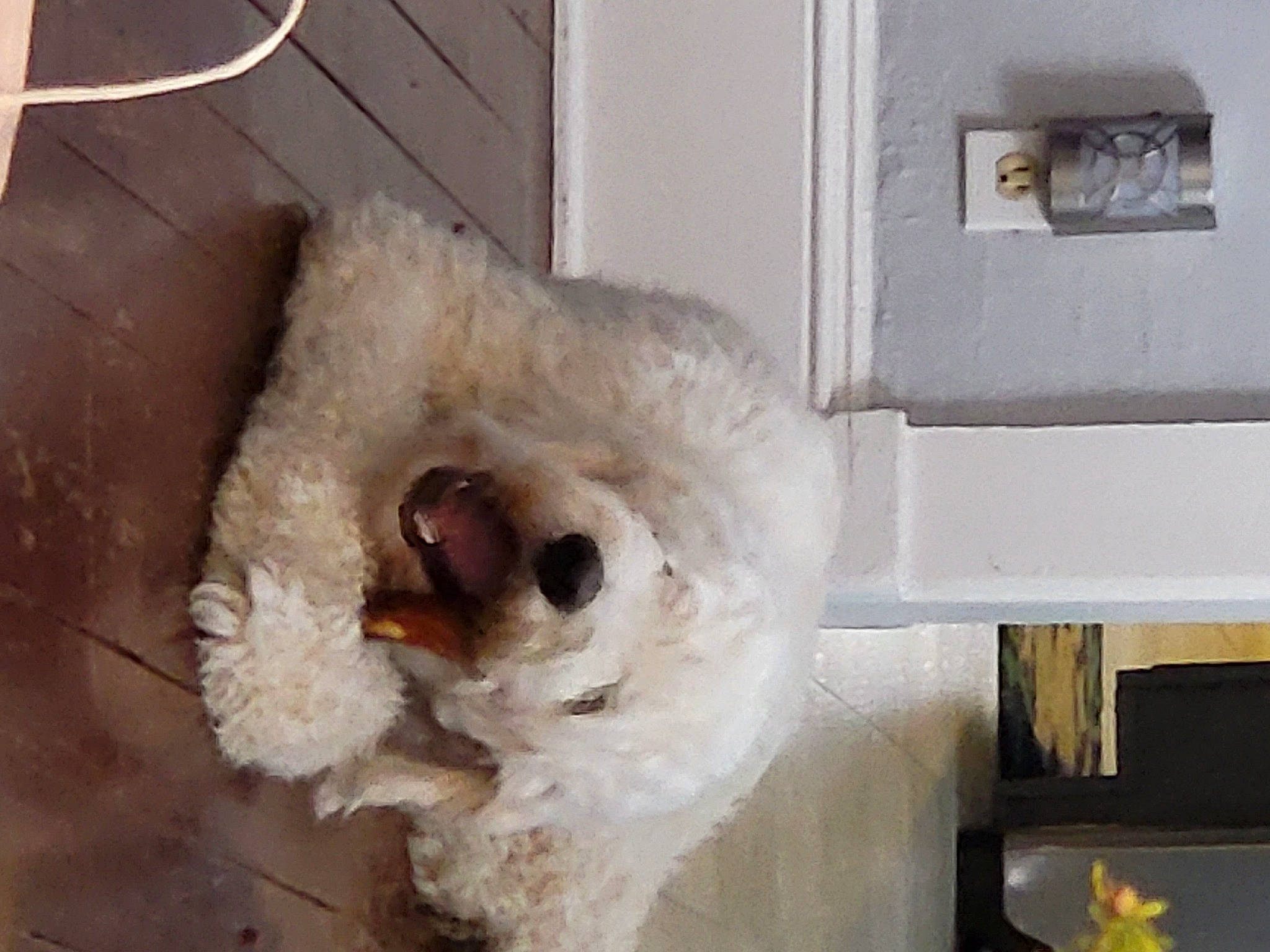 Blizzard joined the competition — help win amazing prizes! canidae, carnivore, cockapoo, cockatoo, companion_dog, dog, dog_breed, dog_supply, fur, pet_supply, plant, poodle, poodle_crossbreed, room, sporting_group, stuffed_toy, terrier, toy, toy_dog, wood