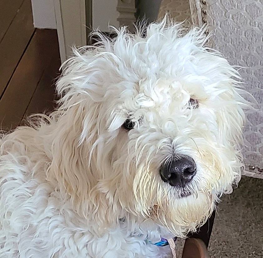 Blizzard joined the competition — help win amazing prizes! canidae, carnivore, companion_dog, dog, dog_breed, dog_collar, fur, giant_dog_breed, labradoodle, maltepoo, poodle, poodle_crossbreed, shih_poo, small_terrier, snout, sporting_group, terrier, toy_dog, water_dog, working_animal