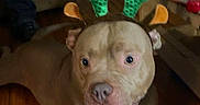 Colby is registered to the contest to win money with this photo: animal, antlers, brown_dog, casual, costume, couch, curious, decor, dog, floor, furniture, holiday, indoor, living_room, person, pet, reindeer_antlers, relaxed, seated, wooden_floor