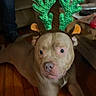 animal, antlers, brown_dog, casual, costume, couch, curious, decor, dog, floor, furniture, holiday, indoor, living_room, person, pet, reindeer_antlers, relaxed, seated, wooden_floor