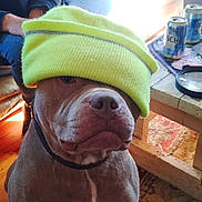 Colby joined the competition — help win amazing prizes! cans, casual, clutter, coffee_table, couch, dog, face, furniture, hat, household_items, indoor, magnifying_glass, person, pet, relaxed, rubiks_cube, rug, seated, wood_floor, yellow_beanie