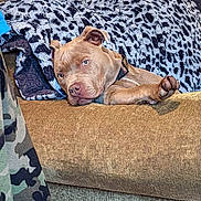 Colby is registered to the contest to win money with this photo: animal, blanket, brown_dog, canine, collar, couch, cozy, cute, dog, fabric, fur, furniture, home, indoor, looking, pattern, paw, pet, relaxed, resting
