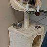 kitten, cat_tree, toy, food_bowl, paw_prints, tile_floor, indoor, pet, playful, feline, furniture, beige, small_animal, domestic_cat, corner, scratching_post, cute, young_cat, household, pet_accessory