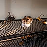 Chippie a rejoint le concours — aidez-le/la à gagner de superbes lots ! kitten, cat, calico, metal_mesh, shelf, miniature_motorcycles, indoor, sunlight, shadow, floor, wall, decor, small_animal, pet, curious, resting, cute, feline, home, quiet
