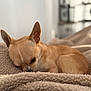 animal, bedroom, blanket, chihuahua, close_up, cozy, cute, dog, ears, fur, indoor, peaceful, pet, resting, sleeping, small_dog, snout, soft_texture, tan, warm_light