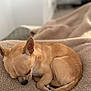 animal, bed, blanket, chihuahua, cozy, curled_up, cute, dog, ears, fur, indoor, nose, paw, pet, relaxation, resting, sleeping, small_dog, soft_texture, tan