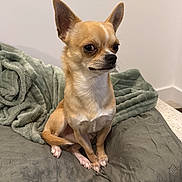 Tommy participe au concours pour gagner de l'argent avec cette photo : animal, blanket, chihuahua, companion, cozy, cute, dog, ears, expression, face, fur, home, indoor, looking_away, paw, pet, sitting, small_dog, tan_dog, throw