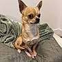 animal, blanket, chihuahua, companion, cozy, cute, dog, ears, expression, face, fur, home, indoor, looking_away, paw, pet, sitting, small_dog, tan_dog, throw