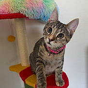 Wiggles is registered to the contest to win money with this photo: cat, kitten, tabby, pet, cute, collar, pink_collar, cat_tree, colorful, indoor, animal, playful, feline, curious, young_cat, fur, whiskers, paw, ears, sitting