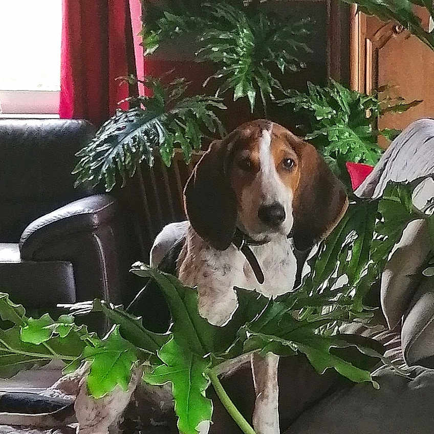 Lola participe au concours pour gagner de l'argent avec cette photo : dog, indoor, plant, greenery, living_room, sofa, mirror, leaf, pet, canine, furniture, curious, brown_and_white, ears, collar, cozy, window, curtain, wooden_cabinet, decor
