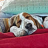 Lola a rejoint le concours — aidez-le/la à gagner de superbes lots ! dog, sleeping, resting, cozy, blanket, pillow, indoor, pet, animal, closeup, relaxed, fur, snout, ear, paw, comfort, home, cute, peaceful, domestic