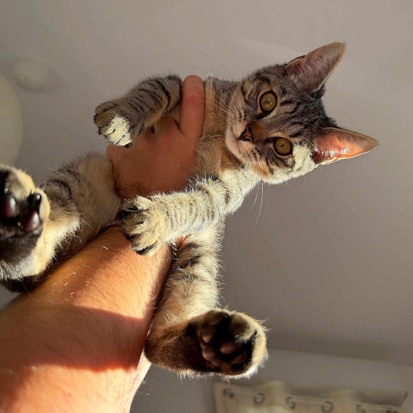 Awaï participe au concours pour gagner de l'argent avec cette photo : animal, arm, cat, claw, closeup, curious, cute, feline, fur, holding, indoor, kitten, light, paw, person, pet, shadow, tabby, whiskers, young
