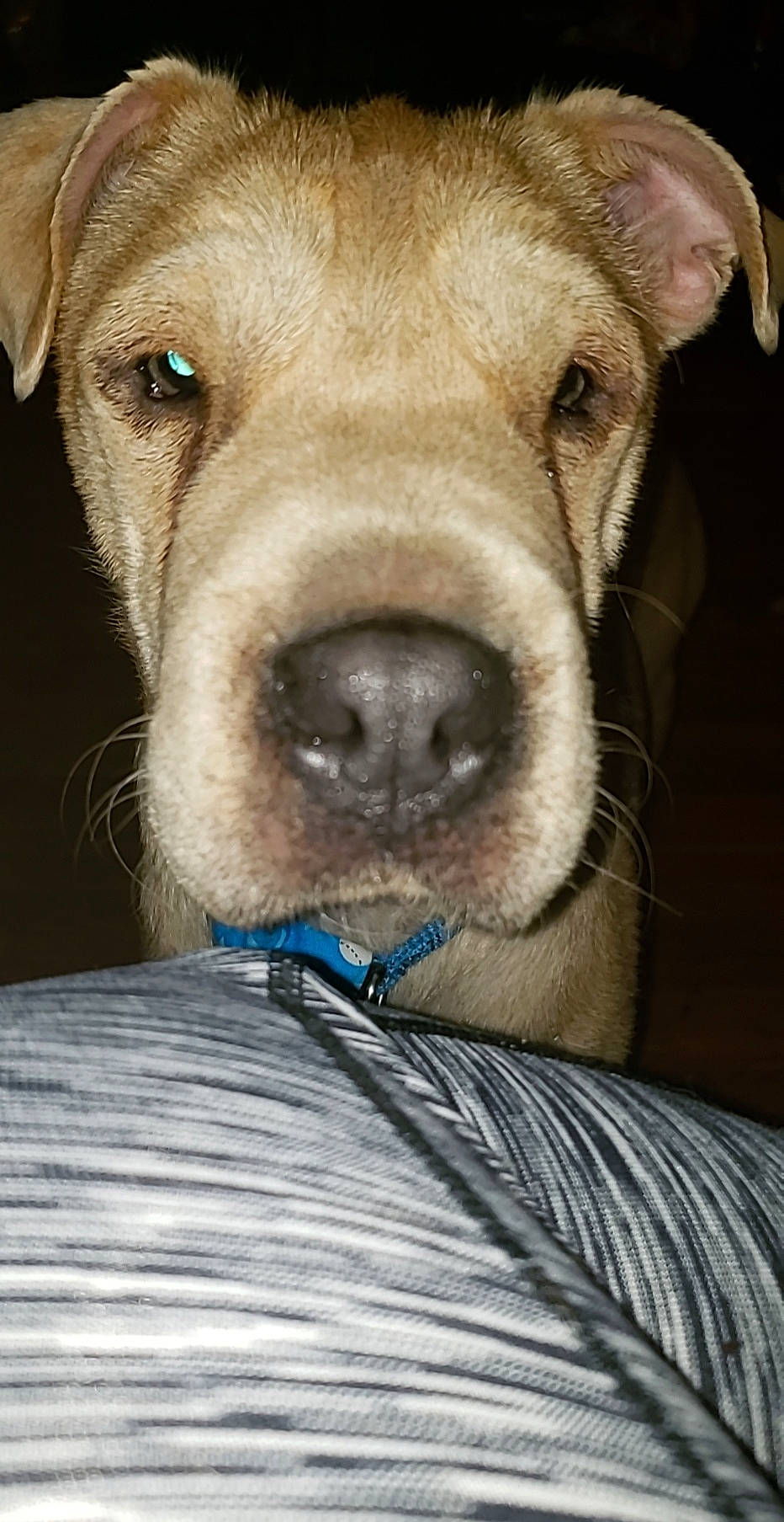 Wrinkles is registered to the contest to win money with this photo: american_pit_bull_terrier, american_staffordshire_terrier, canidae, carnivore, catahoula_bulldog, companion_dog, dog, dog_breed, fawn, mammal, mountain_cur, non_sporting_group, nose, pit_bull, puppy, snout, sporting_group, vertebrate, whiskers