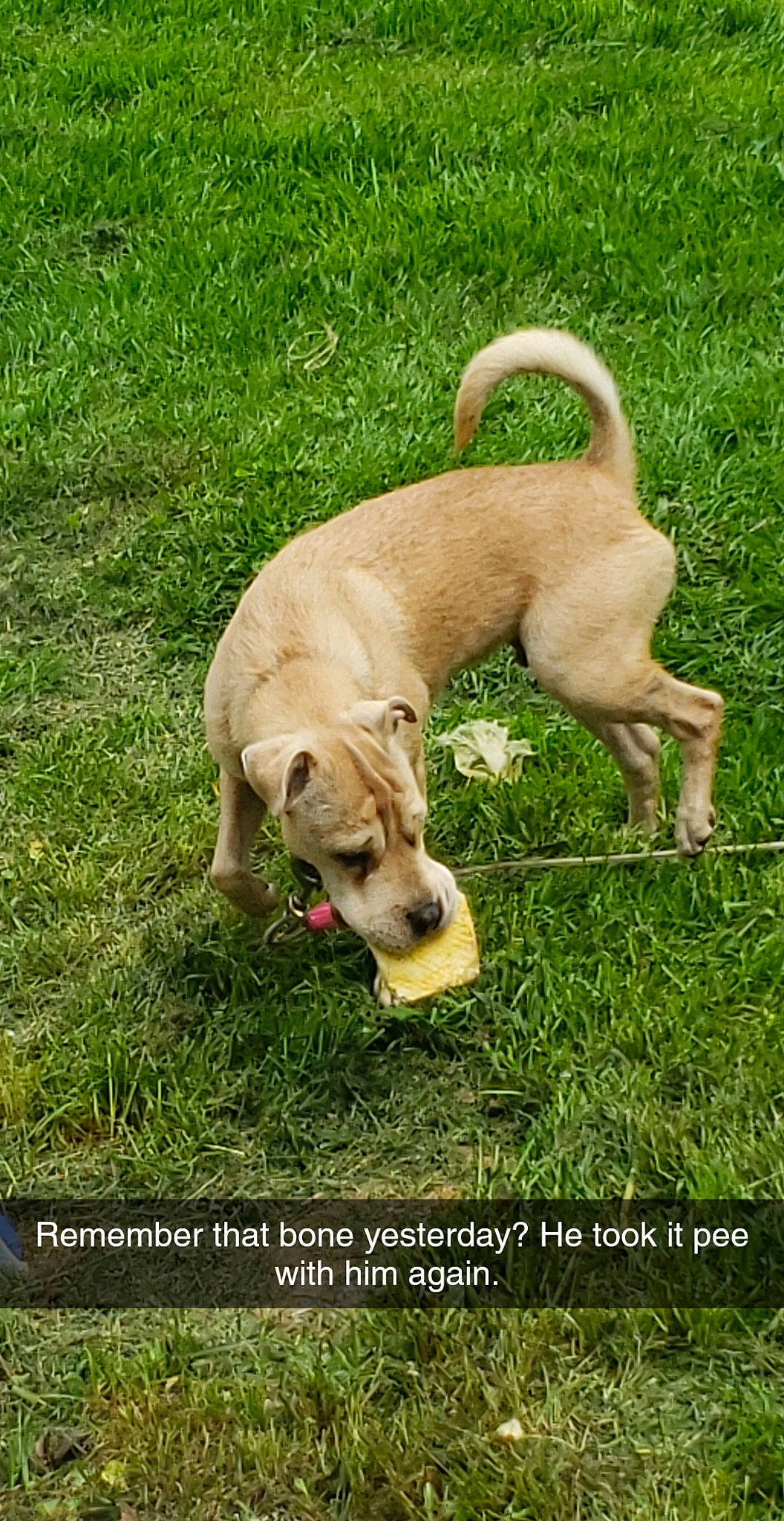 Wrinkles is registered to the contest to win money with this photo: black_mouth_cur, canidae, carnivore, companion_dog, dog, dog_breed, fawn, grass, mammal, mountain_cur, puppy, rare_breed_dog, sporting_group, tail