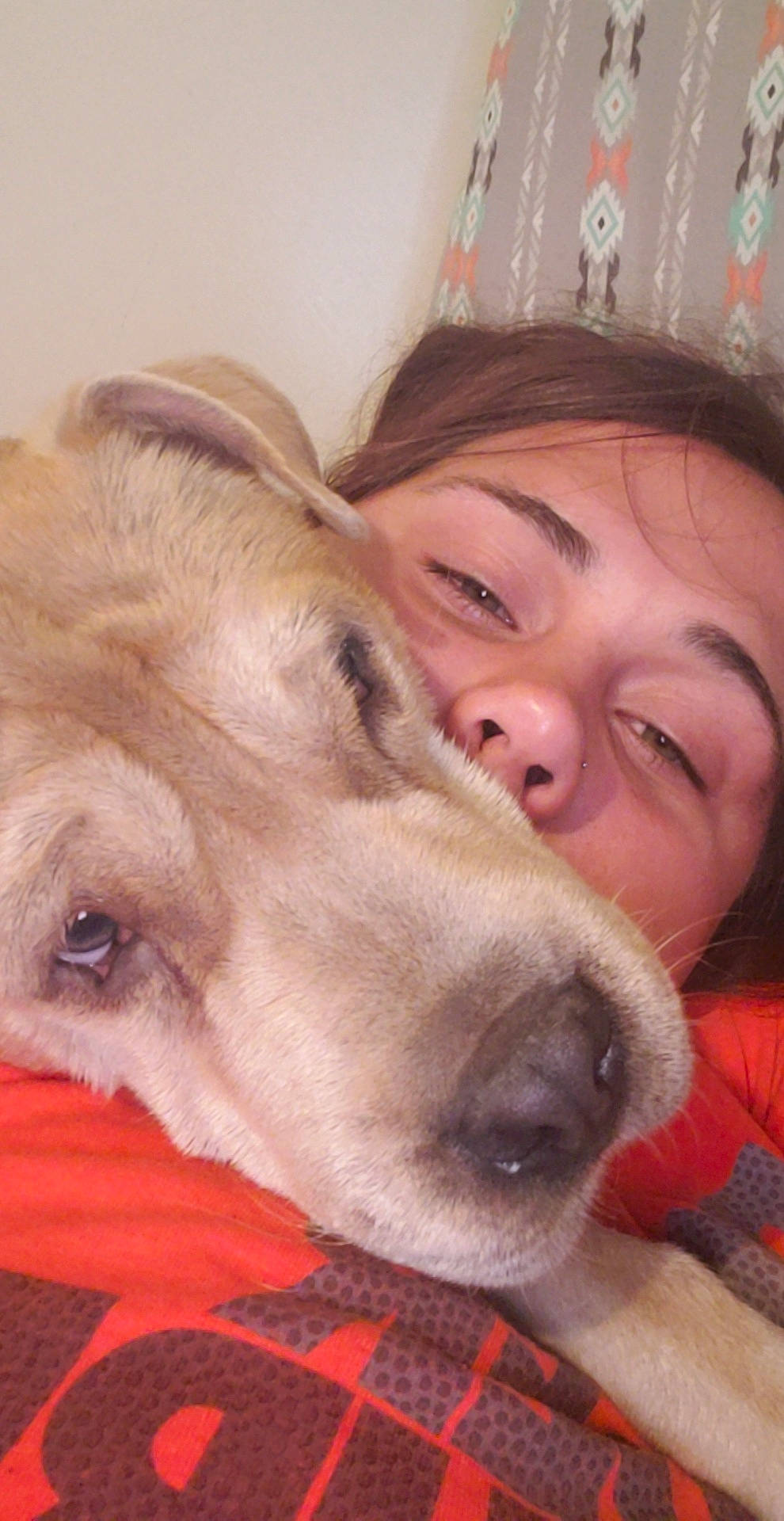 Wrinkles joined the competition — help win amazing prizes! canidae, carnivore, companion_dog, dog, dog_breed, fawn, labrador_retriever, mammal, nose, puppy_love, retriever, snout, sporting_group