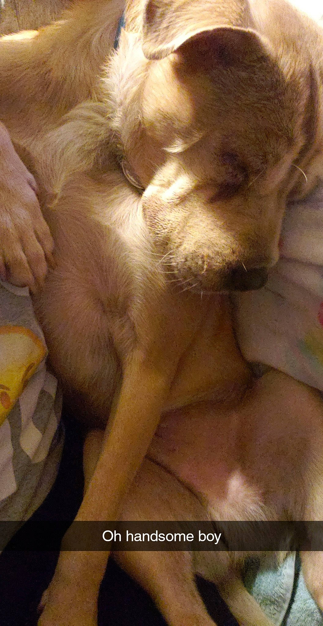 Wrinkles joined the competition — help win amazing prizes! canidae, carnivore, companion_dog, dog, dog_breed, fawn, golden_retriever, labrador_retriever, puppy, puppy_love, retriever, snout, sporting_group, vizsla