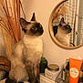 black_tail, brown, cat, container, cosmetics, curious, decor, feline, indoor, jar, mirror, orange_tube, plant, reflection, shelf, siamese_cat, sitting, skincare_products, succulent, wall