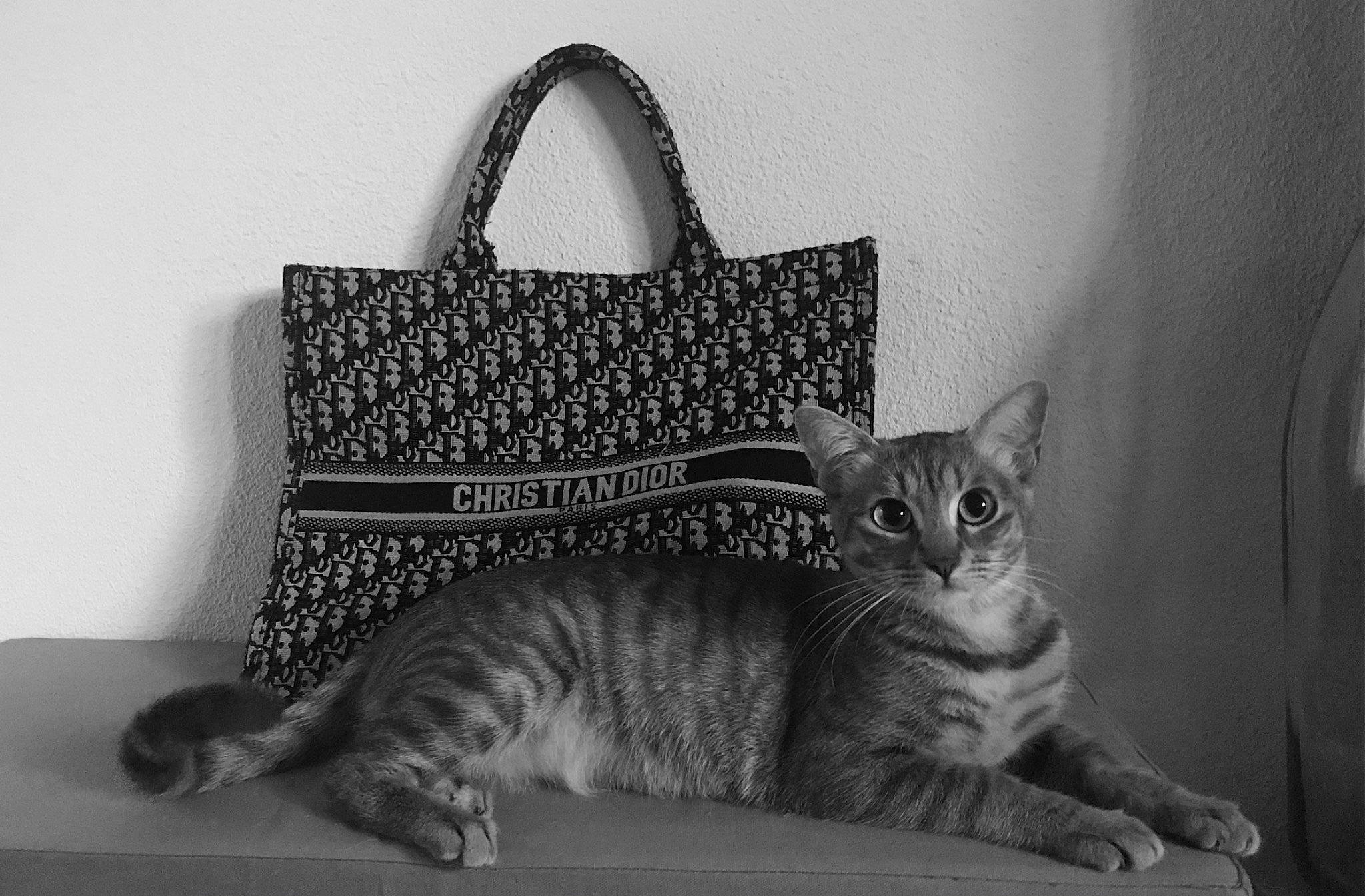 Phoebe participe au concours pour gagner de l'argent avec cette photo : bag, black, carnivore, cat, comfort, domestic_short_haired_cat, fashion_accessory, felidae, fur, grey, luggage_and_bags, metal, monochrome, monochrome_photography, pattern, rectangle, shoulder_bag, small_to_medium_sized_cats, travel, whiskers
