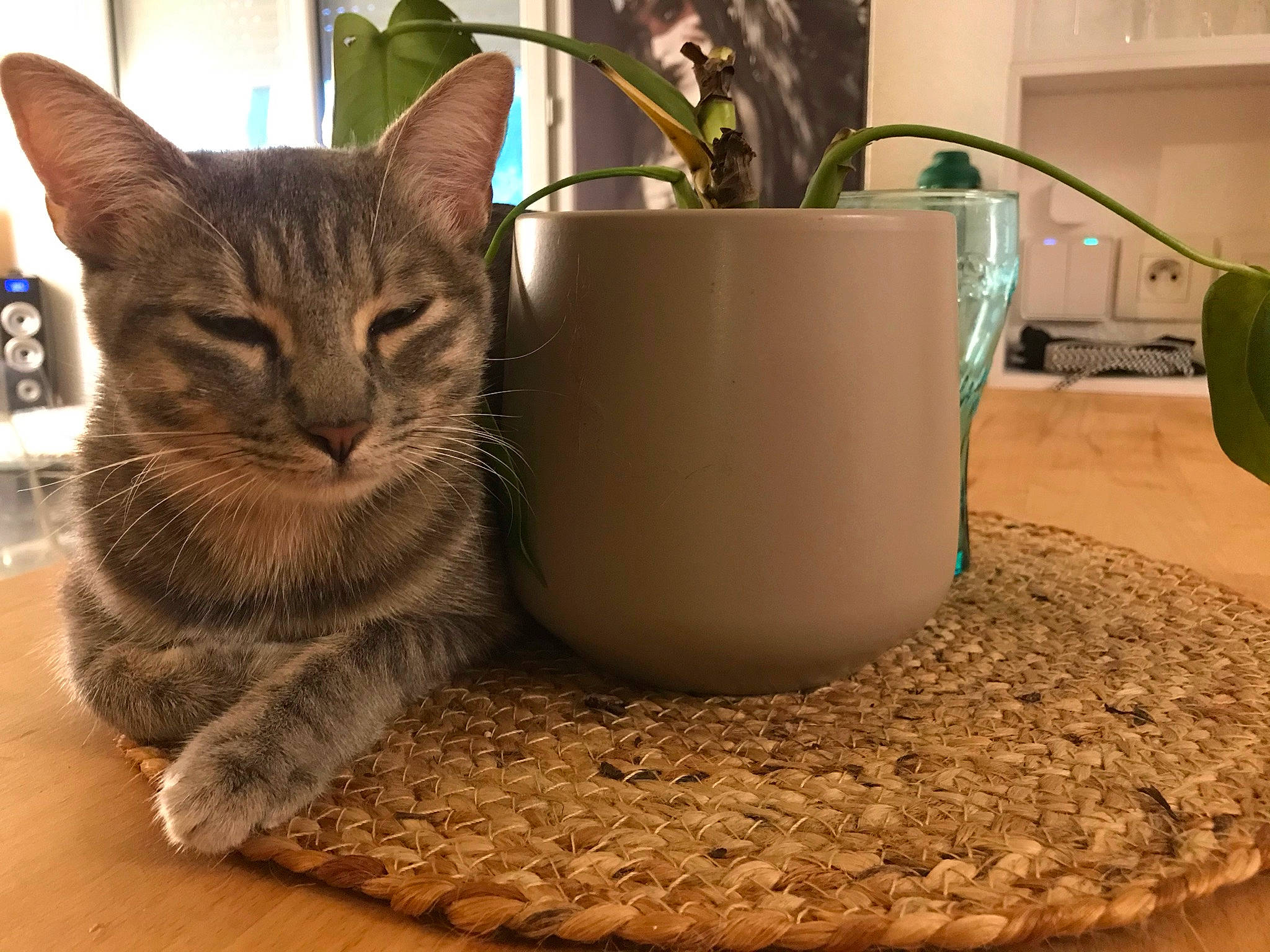 Phoebe a rejoint le concours — aidez-le/la à gagner de superbes lots ! animal_feed, carnivore, cat, cat_supply, felidae, flooring, flowerpot, food, hardwood, houseplant, pet_food, pet_supply, plant, scale, serveware, small_animal_food, small_to_medium_sized_cats, tail, whiskers, wood