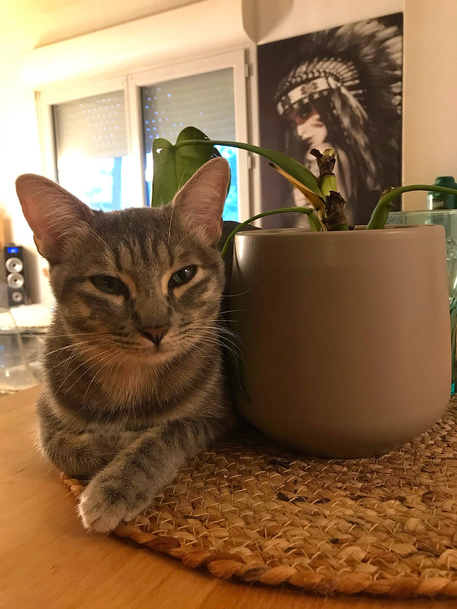 Phoebe a rejoint le concours — aidez-le/la à gagner de superbes lots ! carnivore, cat, cat_furniture, cat_supply, comfort, domestic_short_haired_cat, felidae, flooring, flowerpot, fur, hardwood, houseplant, paw, picture_frame, plant, small_to_medium_sized_cats, snout, tail, whiskers, wood
