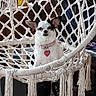 animal, black_patches, calm, companion, cozy, cute, decor, dog, furniture, hanging_chair, heart_tag, indoor, knotted_rope, looking_at_camera, macrame_chair, pet, pink_collar, relaxed, small_dog, white_dog