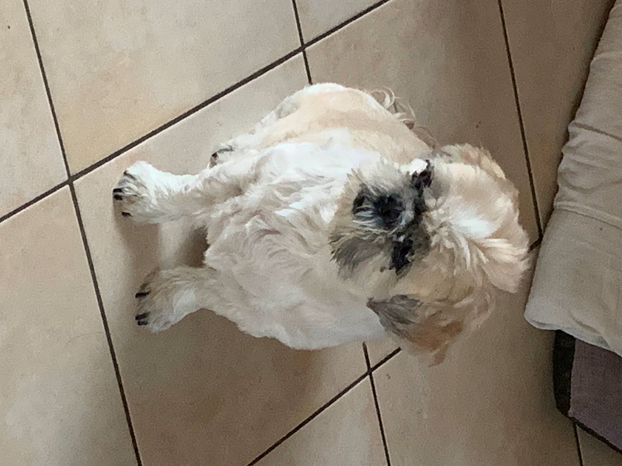 Galia participe au concours pour gagner de l'argent avec cette photo : canidae, carnivore, comfort, companion_dog, couch, dog, dog_breed, door, fawn, felidae, flooring, fur, paw, small_to_medium_sized_cats, snout, sporting_group, tail, tile_flooring, whiskers, working_animal