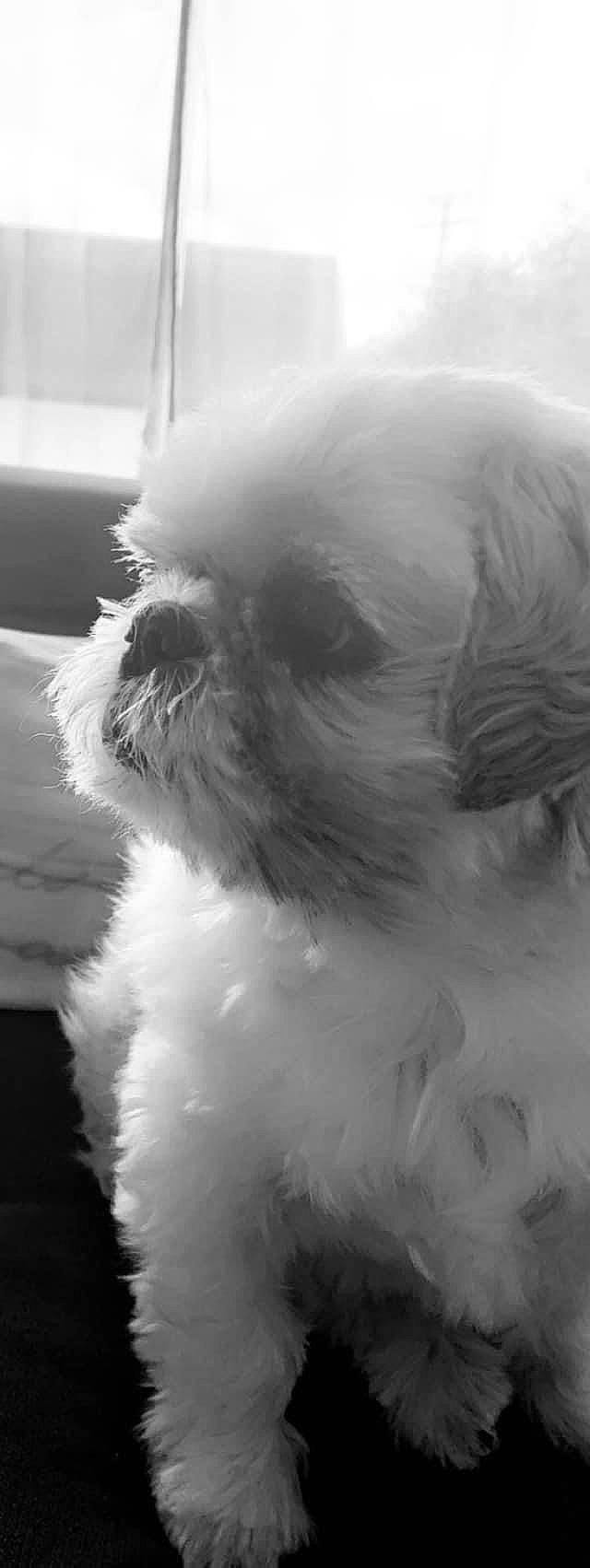 Galia a rejoint le concours — aidez-le/la à gagner de superbes lots ! canidae, carnivore, companion_dog, dog, dog_breed, fur, liver, mal_shi, maltepoo, monochrome, monochrome_photography, non_sporting_group, shih_tzu, snout, sporting_group, terrestrial_animal, toy_dog, whiskers, working_animal