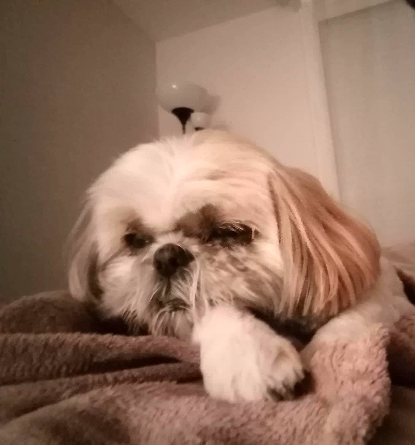 Galia a rejoint le concours — aidez-le/la à gagner de superbes lots ! canidae, carnivore, comfort, companion_dog, dog, dog_breed, fawn, fur, hair, head, liver, maltepoo, shih_tzu, small_terrier, snout, sporting_group, terrestrial_animal, toy_dog, working_animal, wrinkle