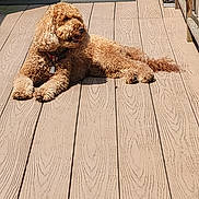 Rocky joined the competition — help win amazing prizes! dog, curly_fur, outdoor, deck, wooden_floor, sunlight, shadow, pet, collar, relaxed, lying_down, canine, summer, daylight, animal, brown_fur, domestic_animal, companion, nature, leisure