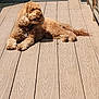 dog, curly_fur, outdoor, deck, wooden_floor, sunlight, shadow, pet, collar, relaxed, lying_down, canine, summer, daylight, animal, brown_fur, domestic_animal, companion, nature, leisure