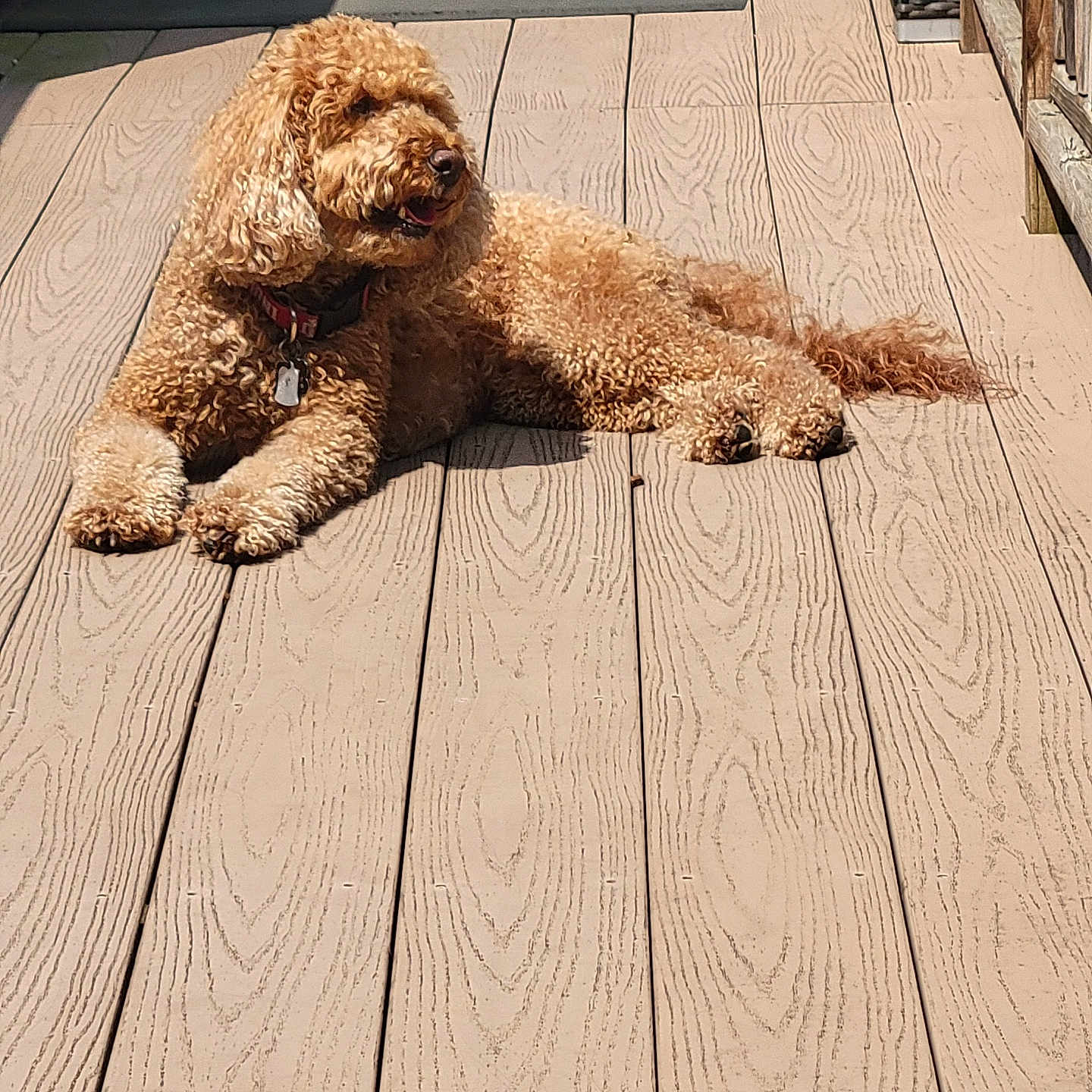 Rocky joined the competition — help win amazing prizes! animal, brown_fur, canine, collar, companion, curly_fur, daylight, deck, dog, domestic_animal, leisure, lying_down, nature, outdoor, pet, relaxed, shadow, summer, sunlight, wooden_floor