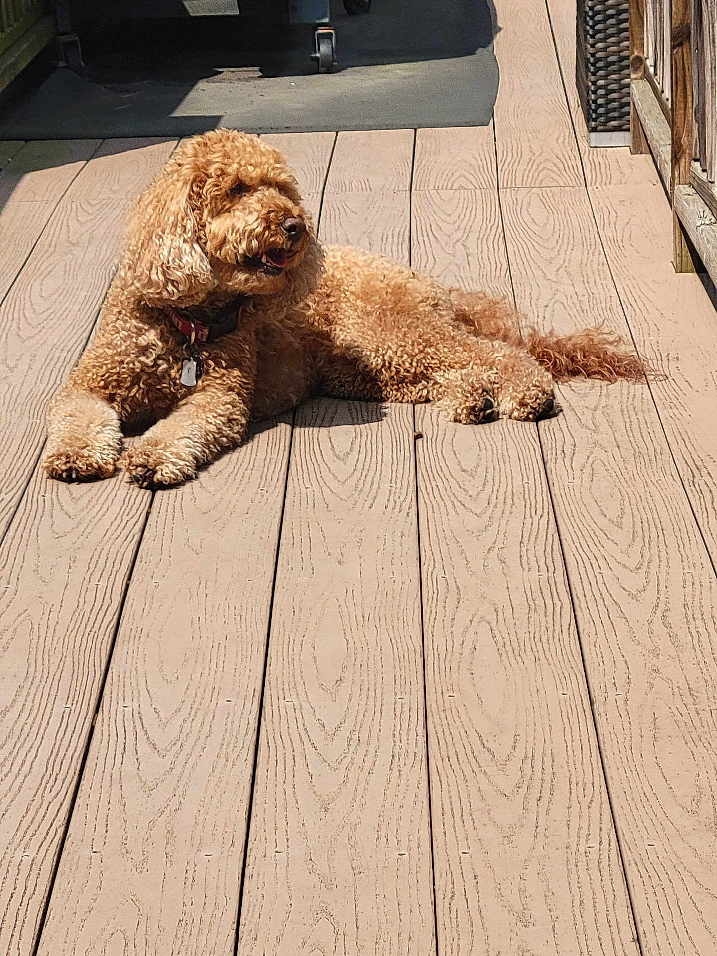 Rocky joined the competition — help win amazing prizes! dog, curly_fur, outdoor, deck, wooden_floor, sunlight, shadow, pet, collar, relaxed, lying_down, canine, summer, daylight, animal, brown_fur, domestic_animal, companion, nature, leisure