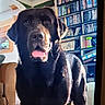 animal, black_dog, books, bookshelf, brown_eyes, close_up, couch, dog, floppy_ears, friendly, furniture, home, indoors, living_room, pet, photograph, portrait, shiny_coat, standing, tongue_out