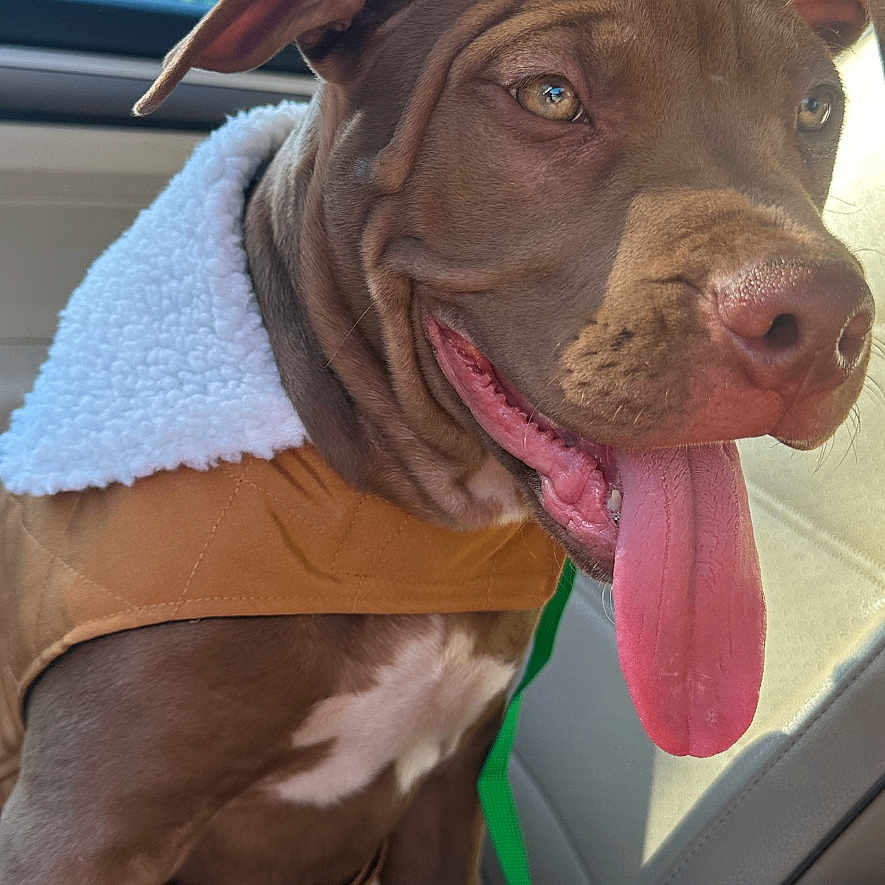Oakley is registered to the contest to win money with this photo: alloywheel, animal, bodypart, bulldog, canine, car, carwheel, cushion, dog, homedecor, hound, labradorretriever, machine, mouth, person, pet, pitbull, pointer, transportation, vehicle