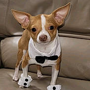 Bruiser is registered to the contest to win money with this photo: dog, chihuahua, small_dog, tuxedo, bow_tie, costume, cuffs, couch, leather_sofa, pet, puppy, tan_and_white, ears, big_ears, eyes, nose, paws, standing, portrait, adorable
