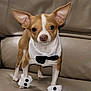 dog, chihuahua, small_dog, tuxedo, bow_tie, costume, cuffs, couch, leather_sofa, pet, puppy, tan_and_white, ears, big_ears, eyes, nose, paws, standing, portrait, adorable
