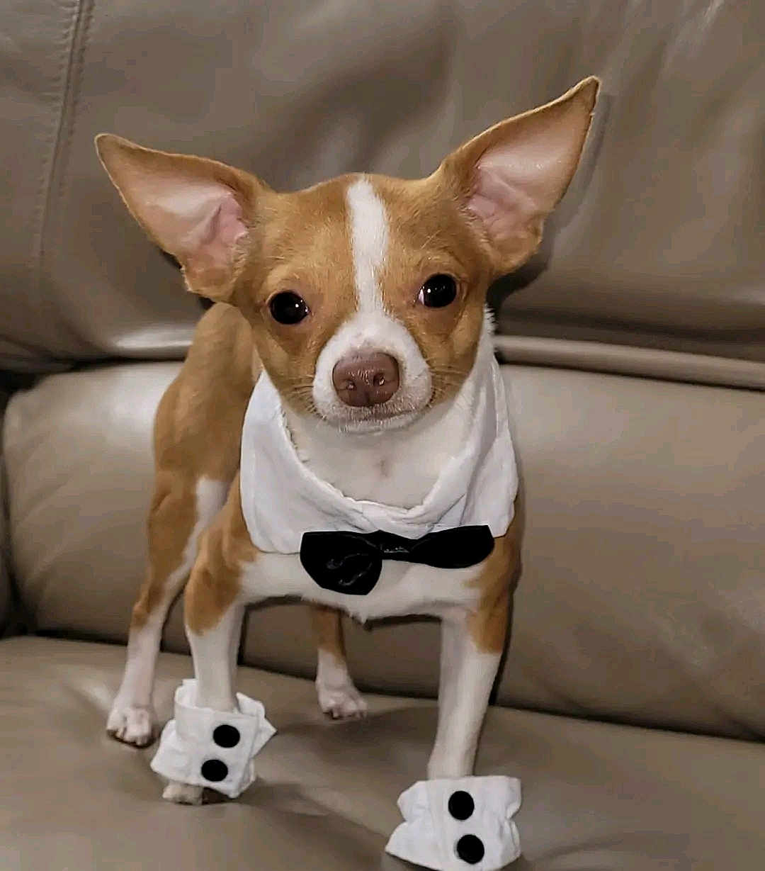 Bruiser is registered to the contest to win money with this photo: dog, chihuahua, small_dog, tuxedo, bow_tie, costume, cuffs, couch, leather_sofa, pet, puppy, tan_and_white, ears, big_ears, eyes, nose, paws, standing, portrait, adorable