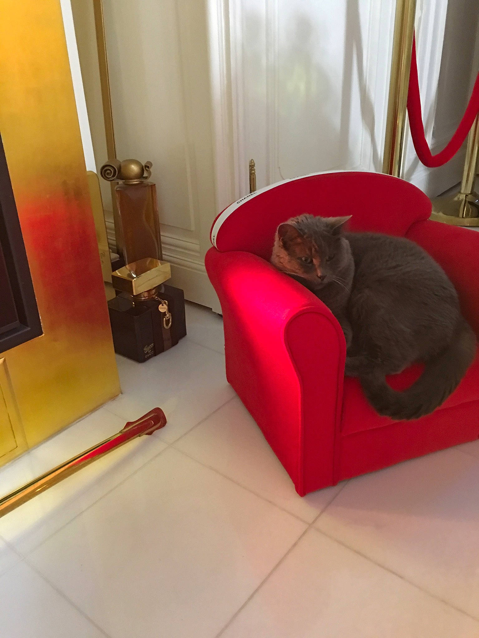 Chanel a rejoint le concours — aidez-le/la à gagner de superbes lots ! cat, chair, comfort, couch, floor, flooring, furniture, hardwood, interior_design, living_room, room, russian_blue, wood