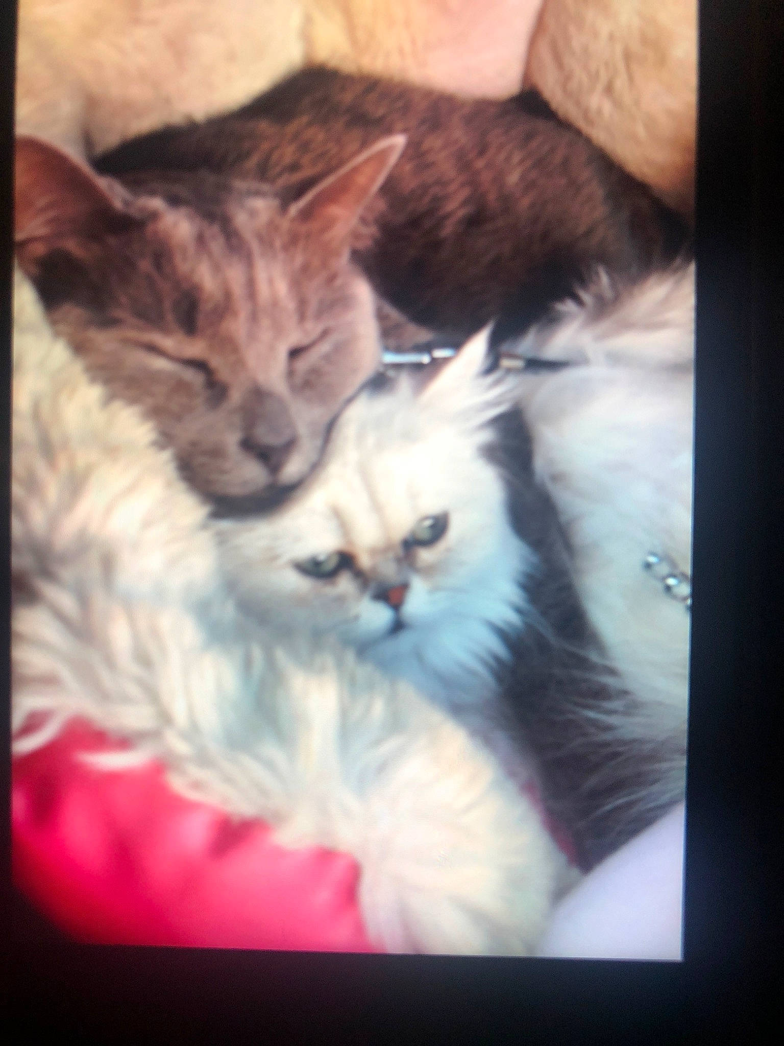 Chanel participe au concours pour gagner de l'argent avec cette photo : carnivore, cat, felidae, fur, kitten, maine_coon, nose, polydactyl_cat, ragdoll, small_to_medium_sized_cats, tabby_cat, whiskers