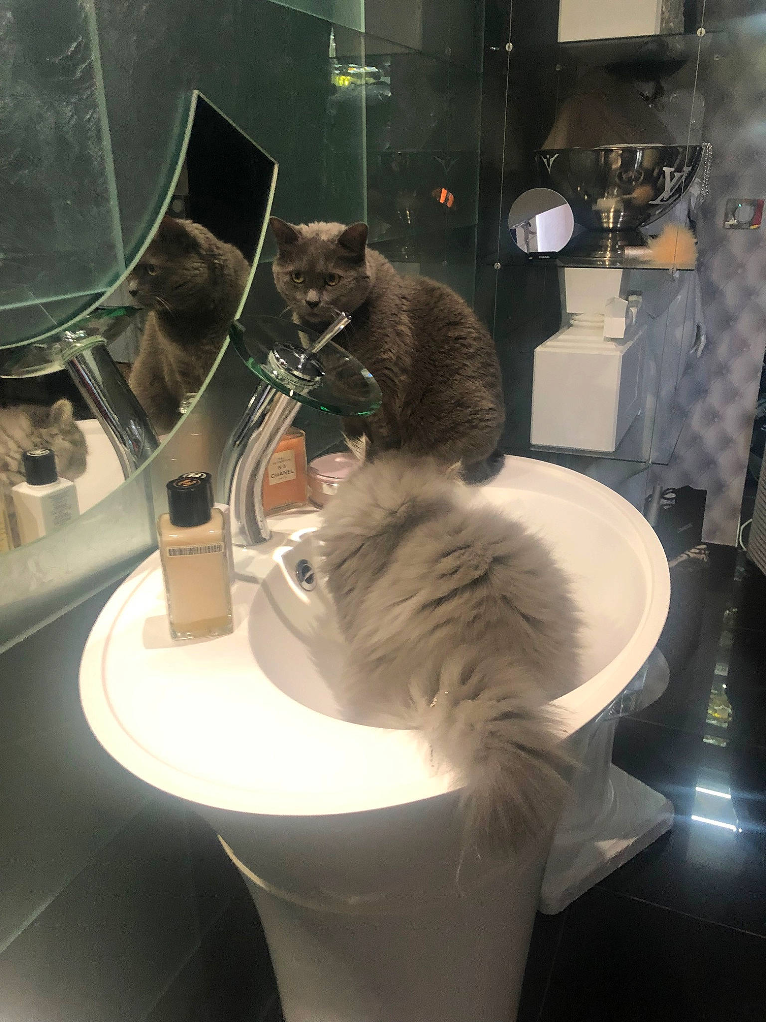Chanel participe au concours pour gagner de l'argent avec cette photo : bathroom, bidet, carnivore, cat, domestic_short_haired_cat, ear, felidae, fur, hair, long_hair, plumbing_fixture, room, small_to_medium_sized_cats, whiskers