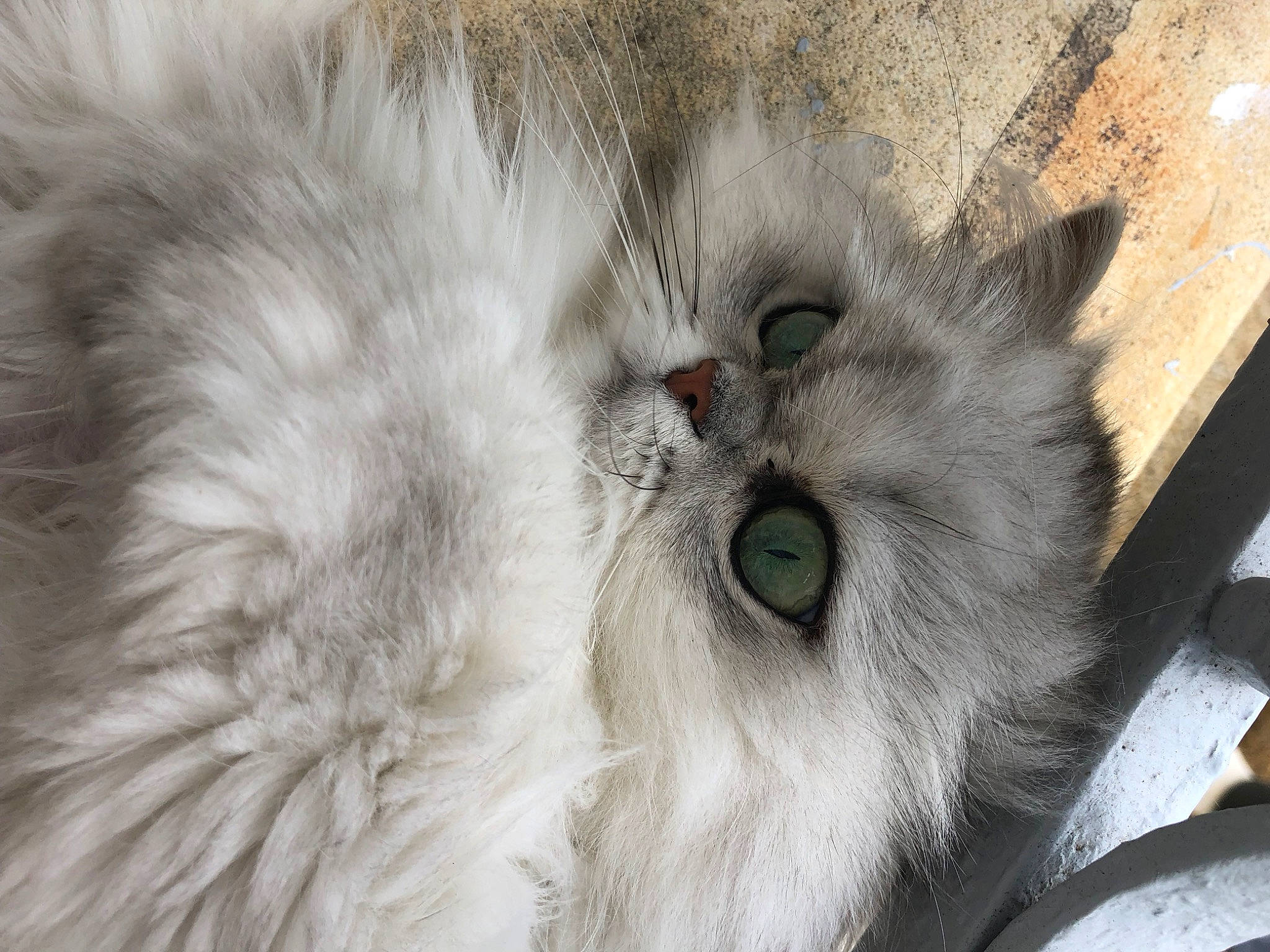 Mademoiselle participe au concours pour gagner de l'argent avec cette photo : asian_semi_longhair, british_longhair, british_semi_longhair, carnivore, cat, close_up, domestic_long_haired_cat, eye, felidae, fur, nose, persian, ragamuffin, small_to_medium_sized_cats, snout, whiskers
