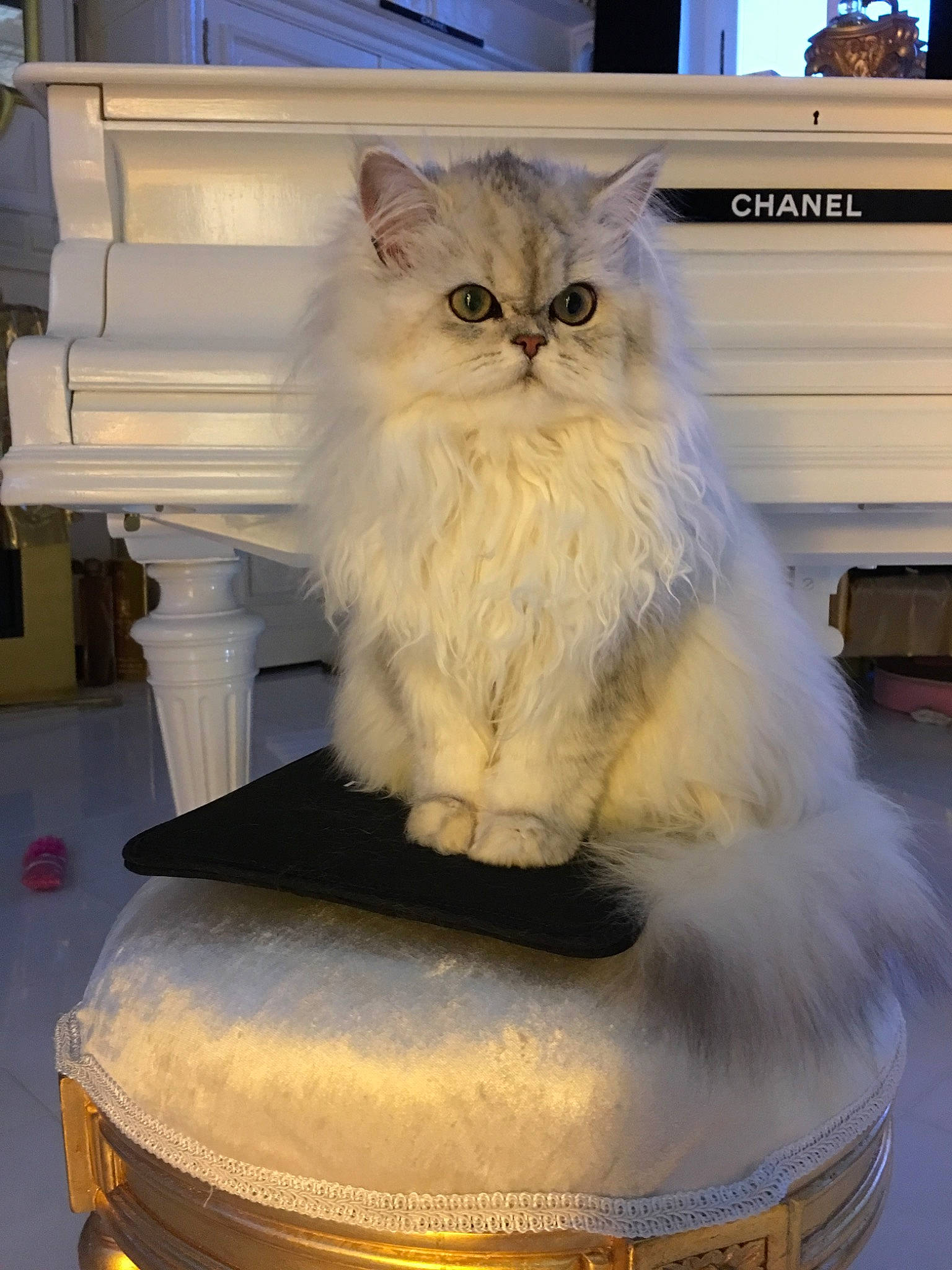 Mademoiselle a rejoint le concours — aidez-le/la à gagner de superbes lots ! american_curl, asian_semi_longhair, british_longhair, british_semi_longhair, carnivore, cat, domestic_long_haired_cat, fawn, felidae, himalayan, kitten, mammal, napoleon_cat, norwegian_forest_cat, persian, ragamuffin, small_to_medium_sized_cats, vertebrate, whiskers