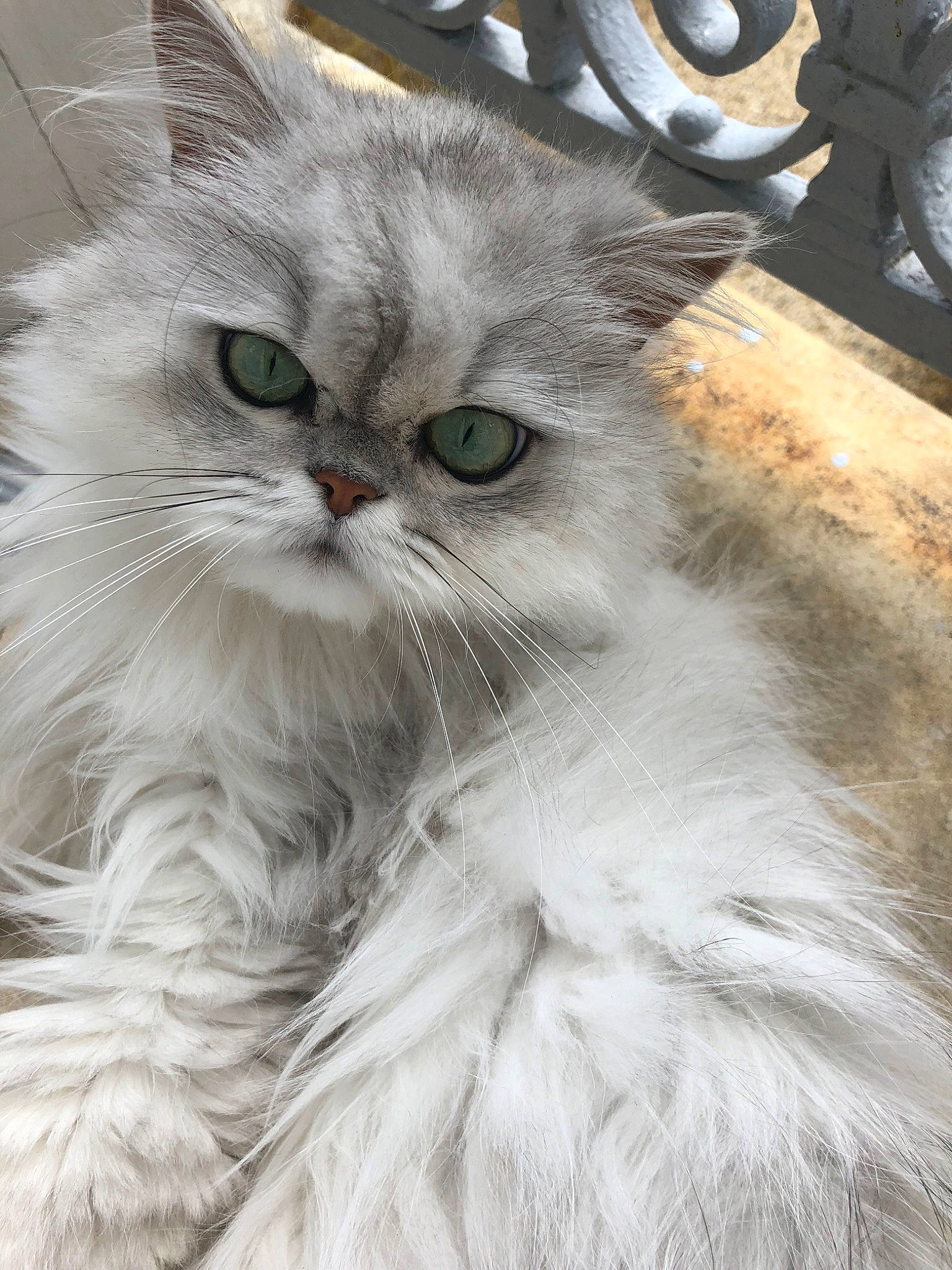 Mademoiselle a rejoint le concours — aidez-le/la à gagner de superbes lots ! asian, asian_semi_longhair, british_longhair, british_semi_longhair, carnivore, cat, domestic_long_haired_cat, eye, fawn, felidae, fur, mammal, norwegian_forest_cat, persian, ragamuffin, ragdoll, siberian, small_to_medium_sized_cats, vertebrate, whiskers