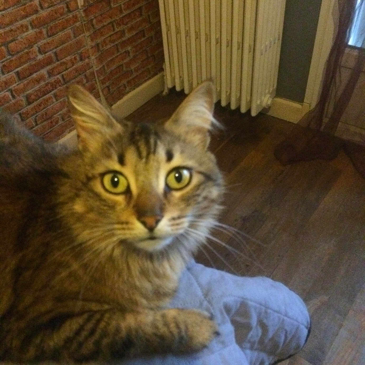 Peluche a rejoint le concours — aidez-le/la à gagner de superbes lots ! asian, asian_semi_longhair, british_semi_longhair, carnivore, cat, domestic_long_haired_cat, european_shorthair, felidae, kitten, maine_coon, mammal, norwegian_forest_cat, persian, pixie_bob, siberian, small_to_medium_sized_cats, somali, tabby_cat, vertebrate, whiskers