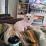 dog, white_dog, small_dog, blanket, striped_blanket, couch, coffee_cup, tray, fireplace, shelf, figurines, tv_screen, man, living_room, decor, pink_collar, indoor, relaxing, home, casual