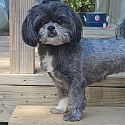 Zuma is registered to the contest to win money with this photo: dog, pet, outdoor, wooden_deck, curious, black_and_gray, white_patch, fur, animal, canine, standing, ears, tail, daylight, nature, trees, background, wood, post, looking