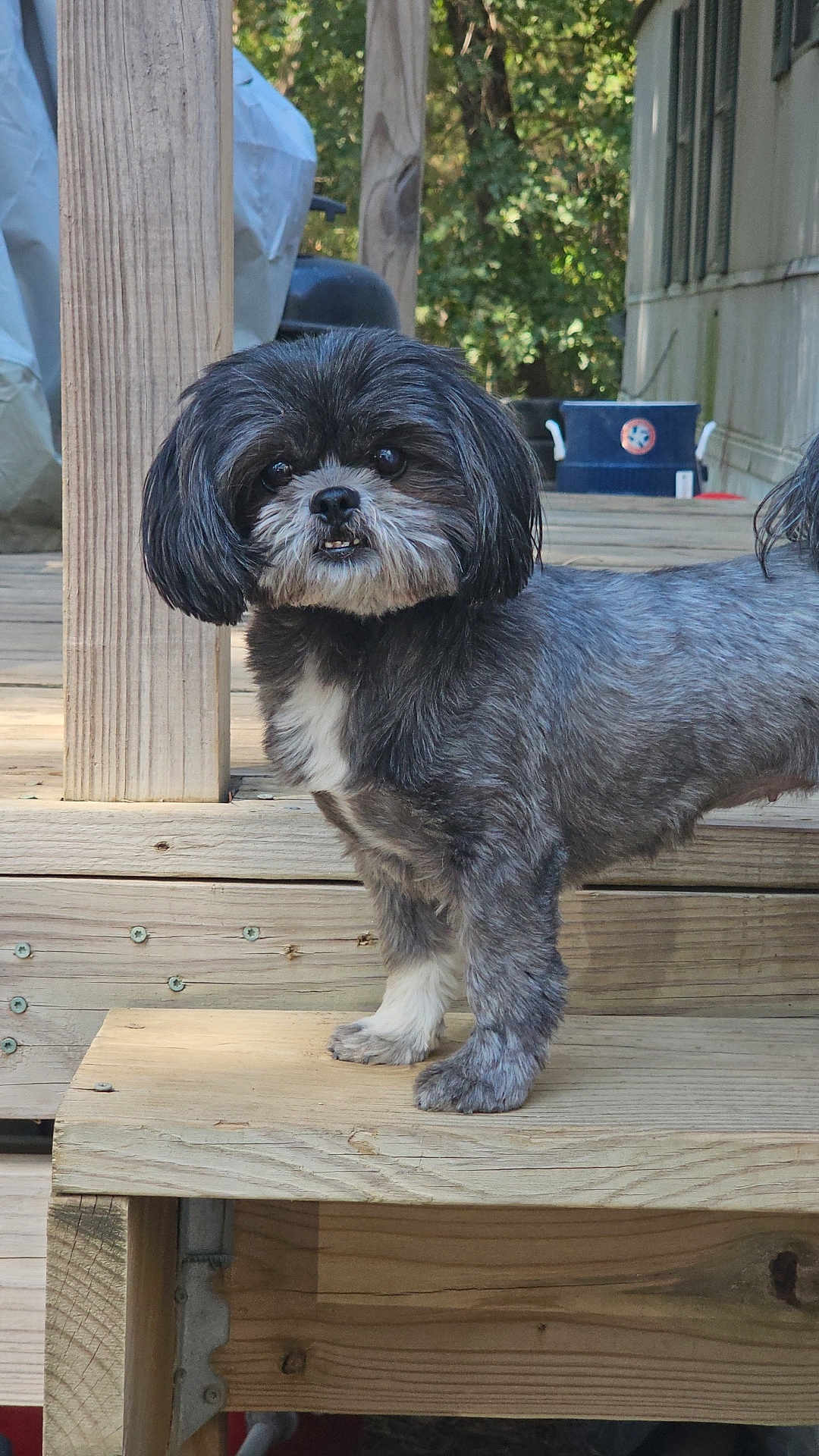 Zuma is registered to the contest to win money with this photo: dog, pet, outdoor, wooden_deck, curious, black_and_gray, white_patch, fur, animal, canine, standing, ears, tail, daylight, nature, trees, background, wood, post, looking