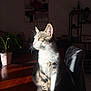 cat, tabby, sunlight, indoor, table, plant, potted_plant, wooden_table, whiskers, fur, shadow, light, domestic_cat, pet, feline, looking_away, sitting, cozy, quiet, contemplative
