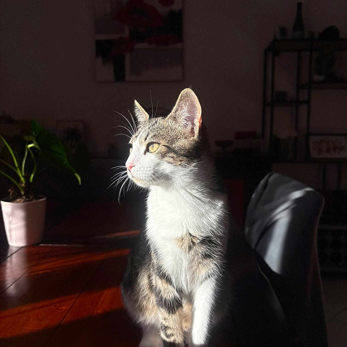 Samba a rejoint le concours — aidez-le/la à gagner de superbes lots ! cat, contemplative, cozy, domestic_cat, feline, fur, indoor, light, looking_away, pet, plant, potted_plant, quiet, shadow, sitting, sunlight, tabby, table, whiskers, wooden_table